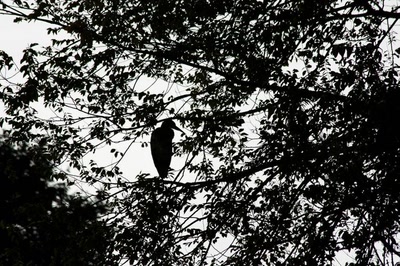 Résultat de recherche: Amsterdam (104) Le héron du parc... (1)