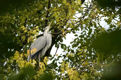 Résultat de recherche: Amsterdam (105) Le héron du parc... (2)