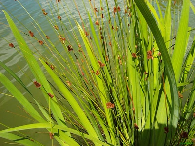 Œuvre de PurpleStorm: Herbes