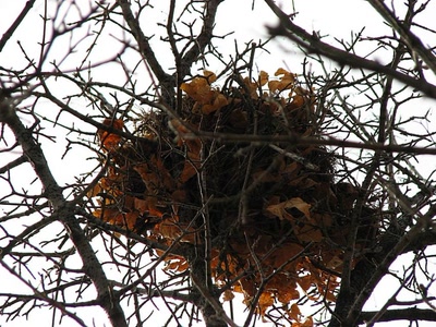 Aperçu de la galerie de louloup