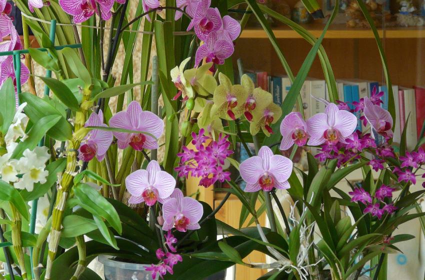 Il était 6 orchidées en fleurs...