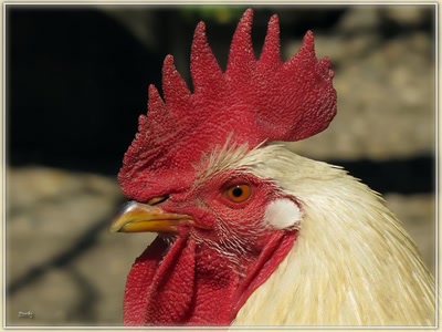 Résultat de recherche: Poule 29310