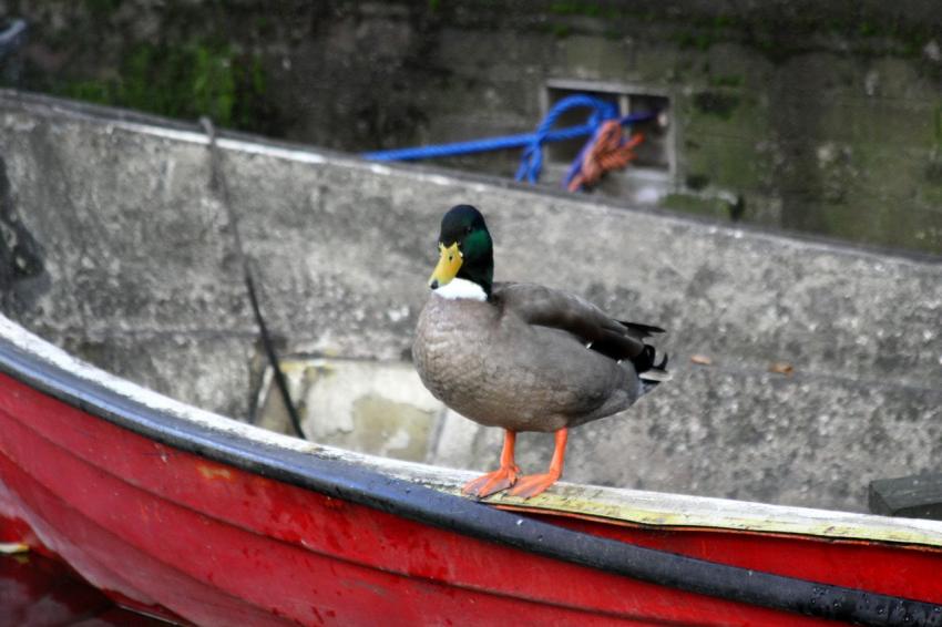 Amsterdam (117) Prêt à plonger