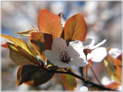 Résultat de recherche: Fleur 31310