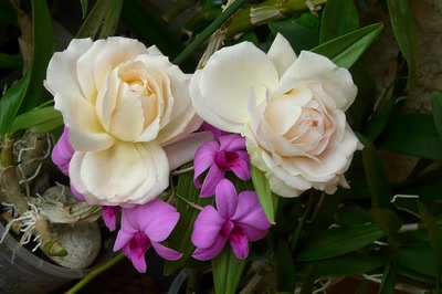 Résultat de recherche: Roses et orchidée