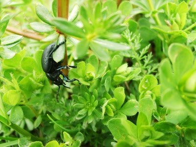 Œuvre de refletsdargent: la tête en bas