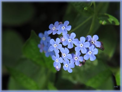 Résultat de recherche: Fleurs Myosotis 2410