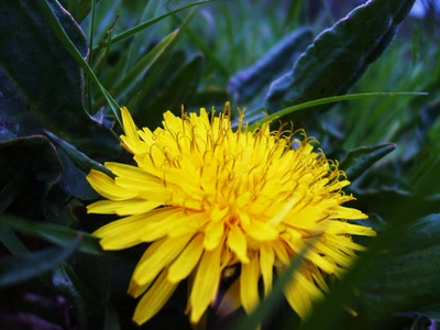 Résultat de recherche: un soleil dans la pénombre