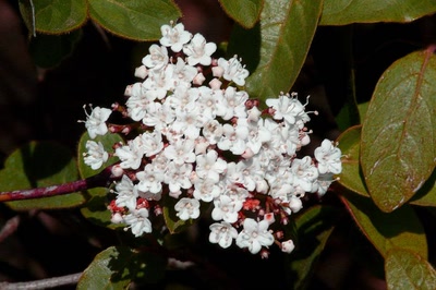 Résultat de recherche: Fleurs de laurier-tin