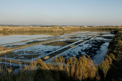 Œuvre de danque: Salins de Guérande