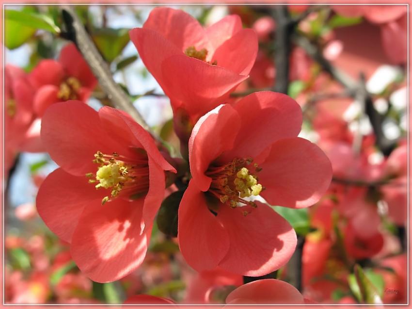 Fleur Cognassier Du Japon 4410