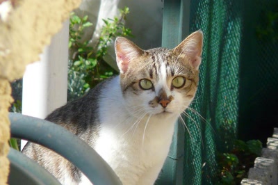 Œuvre de Ondine: Rencontre fortuite...