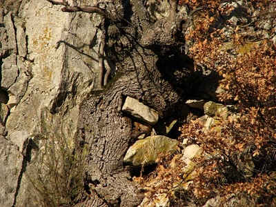 Résultat de recherche: Chéne 