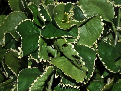 Résultat de recherche: Verdure en dentelle