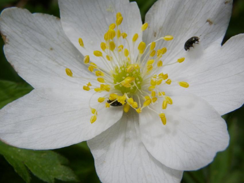 Une renoncule et ses hôtes