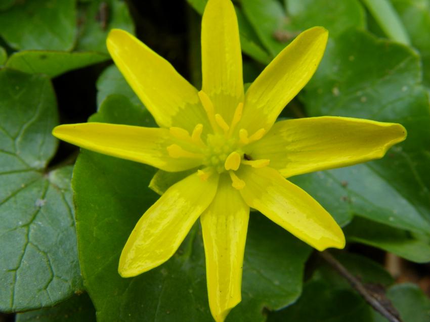 Comme un soleil dessiné par un enfant