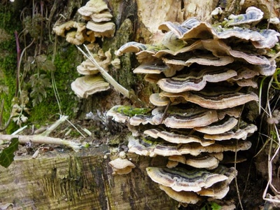 Résultat de recherche: H.L.M. de champignons