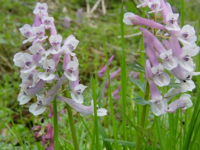 Résultat de recherche: Gracieuses trompettes.