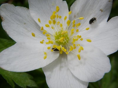 Œuvre de Mephistopheles: Une renoncule et ses hôtes
