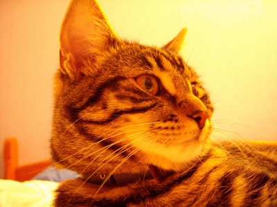 Œuvre de PurpleStorm: Chat