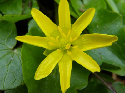 Résultat de recherche: Comme un soleil dessiné par un enfant