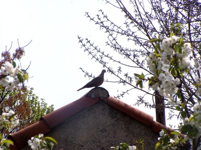 Résultat de recherche: oiseau