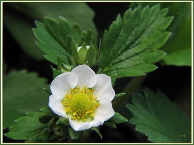 Résultat de recherche: Fleur de fraise 9410