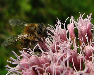 Résultat de recherche: Eupatoire a feuilles de chanvre 