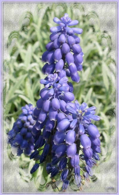 Résultat de recherche: Fleur 9410