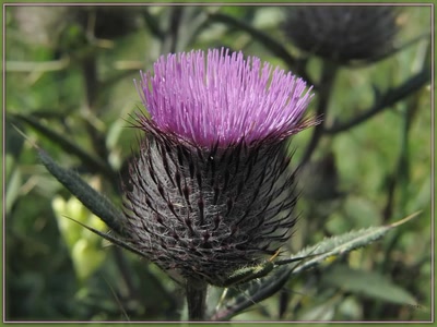 Œuvre de Zvrki: Fleur 2009 2