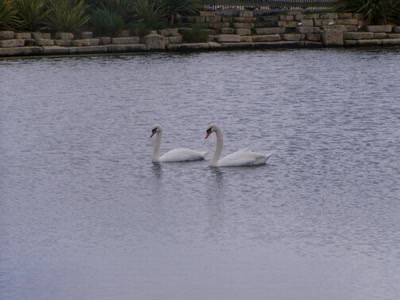 Résultat de recherche: cigne