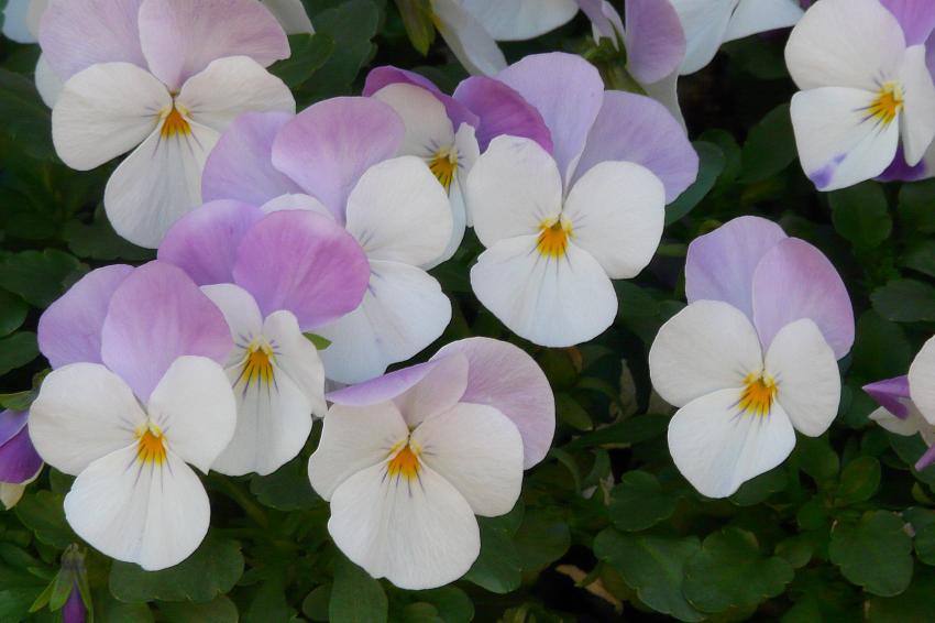 Amicales pensées...