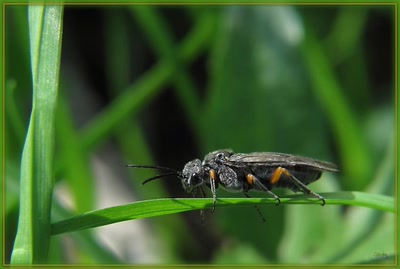 Résultat de recherche: Insecte 2410