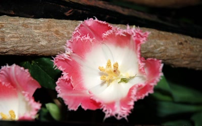 Résultat de recherche: coeur d'oeillet