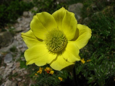 Résultat de recherche: l'anémone soufrée