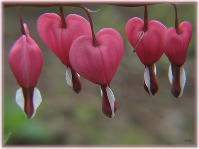 Résultat de recherche: Coeur de Marie 16410