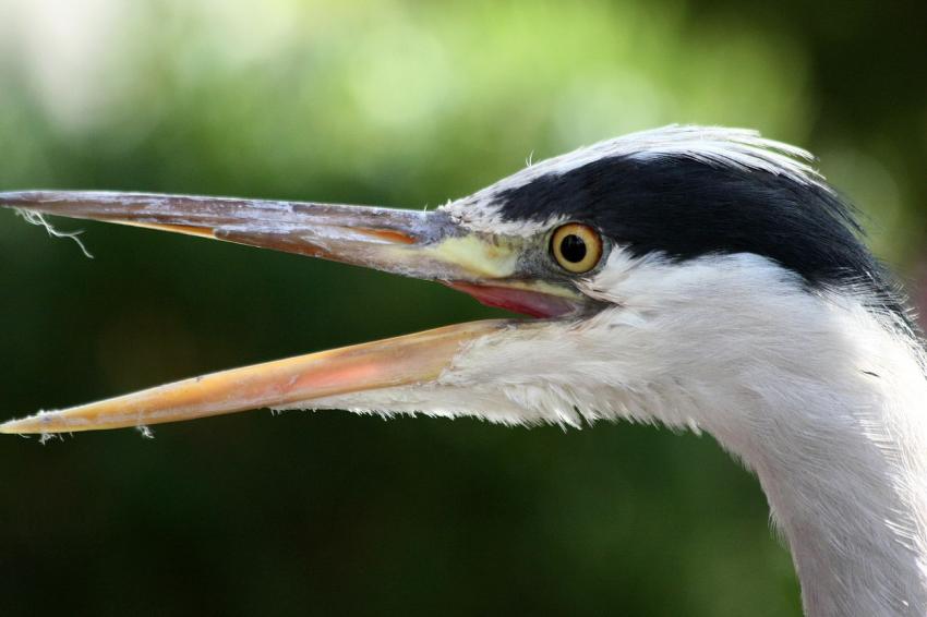Amsterdam (153) Le héron et l'hôtel (3)