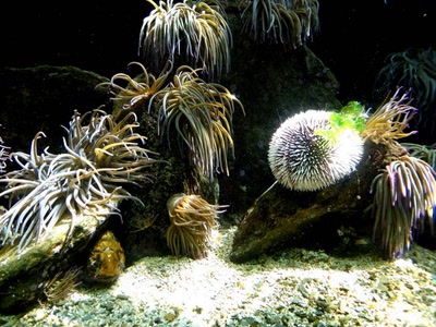 Résultat de recherche: Paysage marin