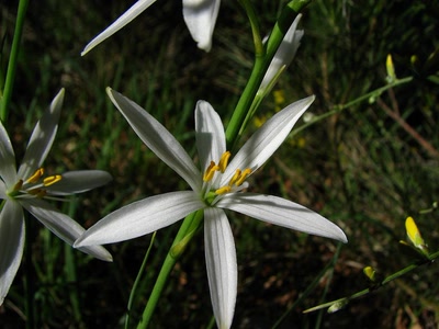 Résultat de recherche: Phalangere