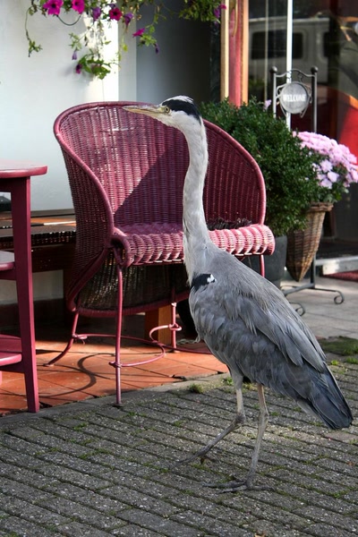 Amsterdam (152) Le héron et l'hôtel (2)