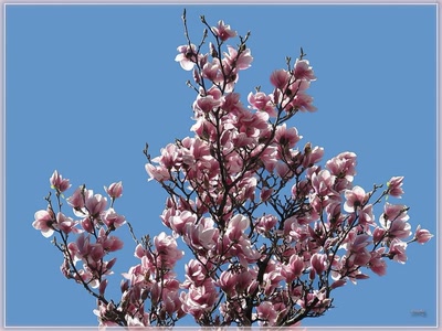 Résultat de recherche: Magnolia 29310 3