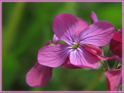 Résultat de recherche: Fleur 16410