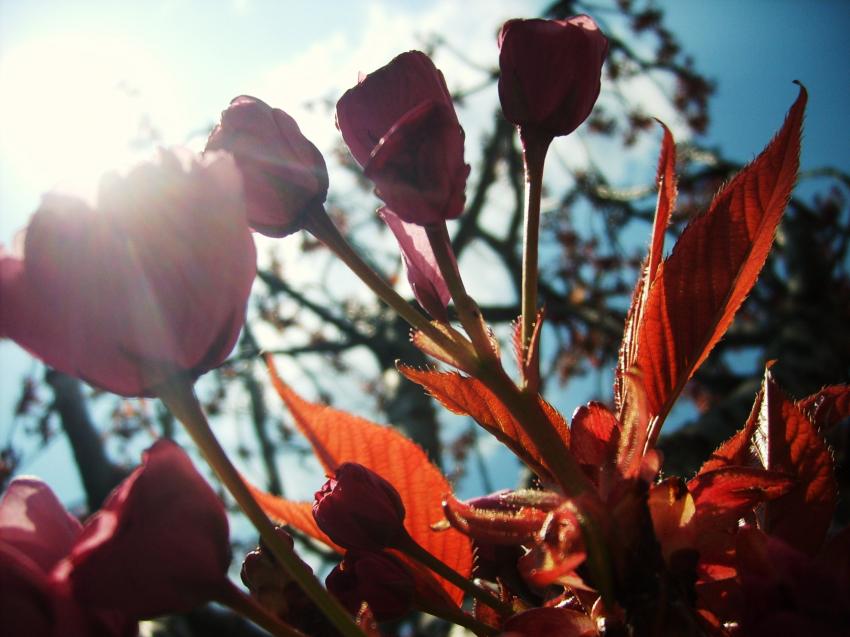 caressées par le soleil