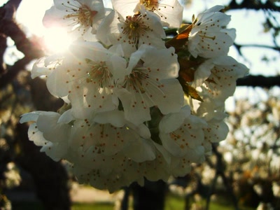 Œuvre de refletsdargent: boule de pétales