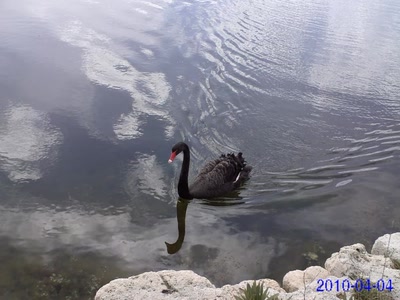 Résultat de recherche: cygne