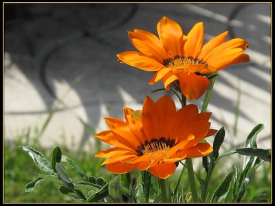 Résultat de recherche: Fleurs 18410