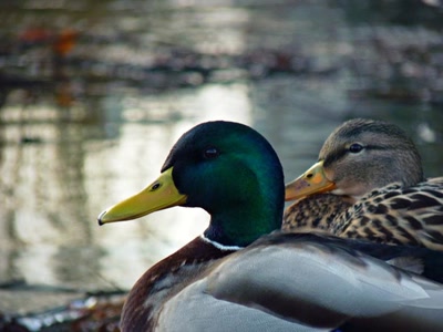 Œuvre de Yoyo: Le canard