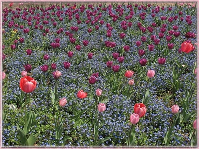 Œuvre de Zvrki: Tulipes 3