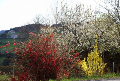 Œuvre de merlin42: arbrisseaux