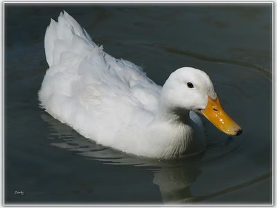 Résultat de recherche: Canard 29310